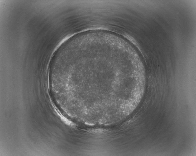 X0000078881127200612111732