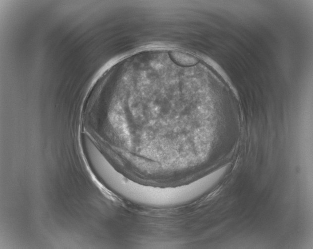 X0000078881245200612111731