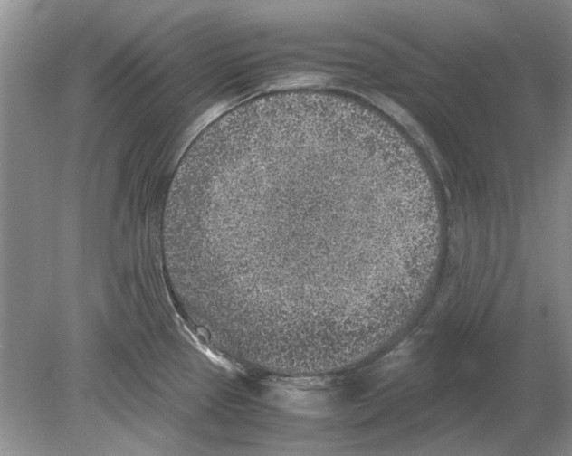 X0000078881337200612111729