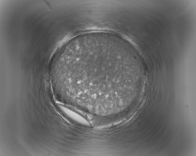 X0000078881357200612111729