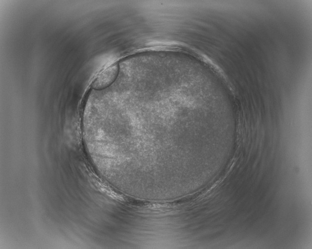 X0000078881362200612111728