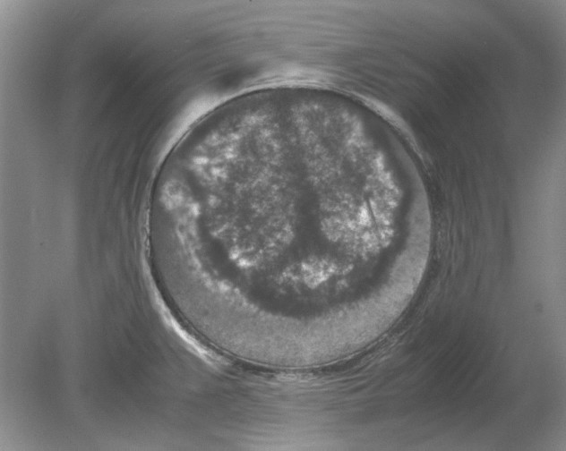 X0000078881383200612111728