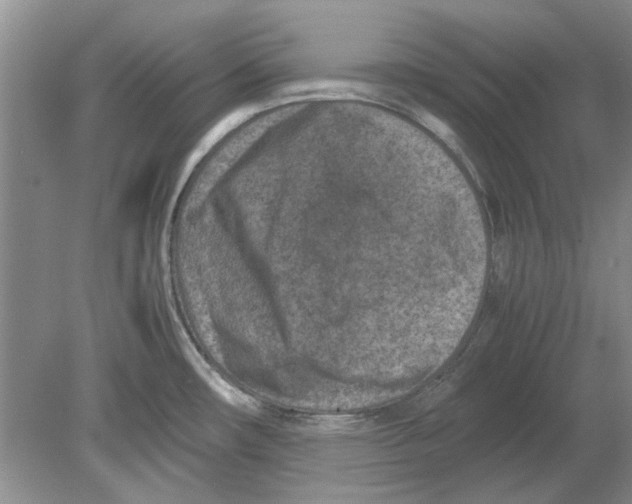 X0000078881482200612111726