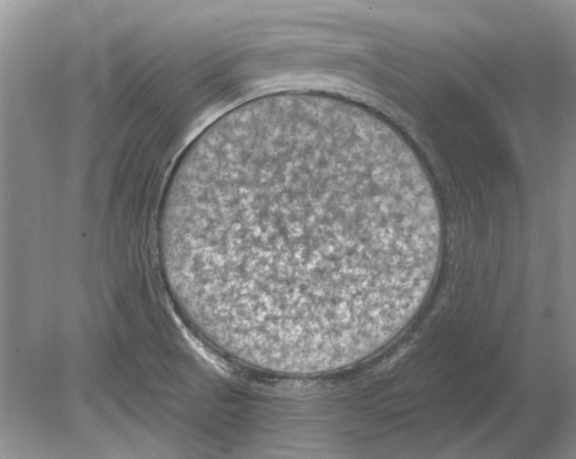 X0000078881521200612111726