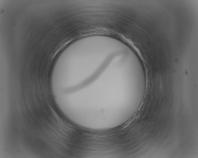 X0000078890154200611131039