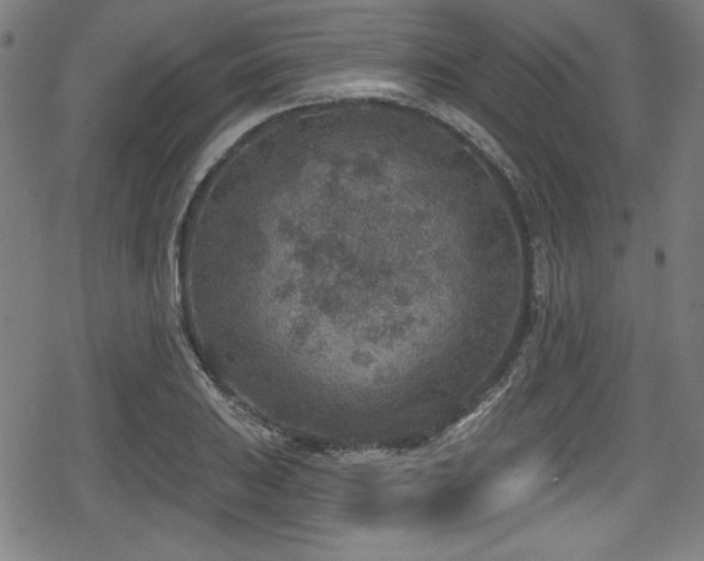 X0000078891031200611131225