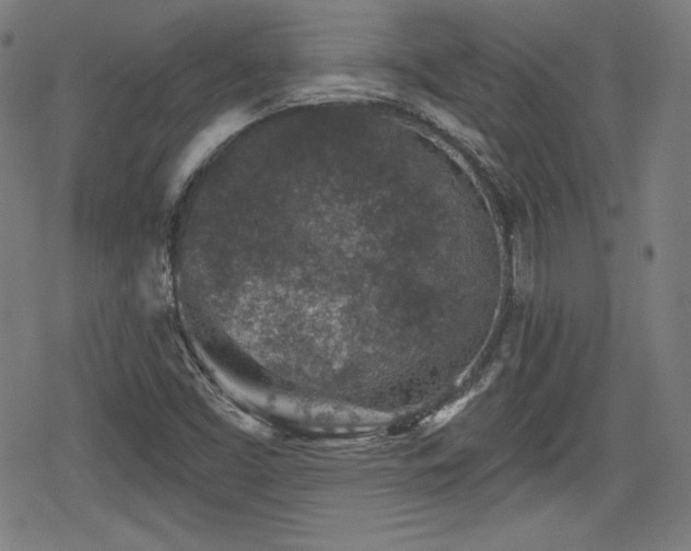 X0000078891453200611131218