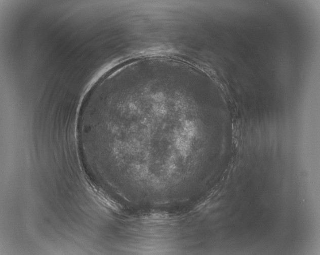 X0000078890196200611271401