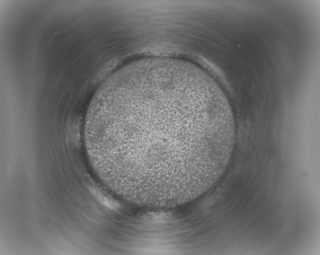 X0000078890065200612042101