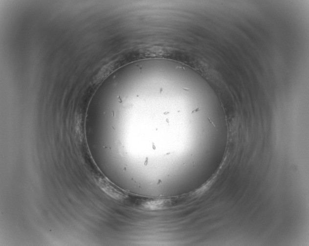 X0000078890178200612042059