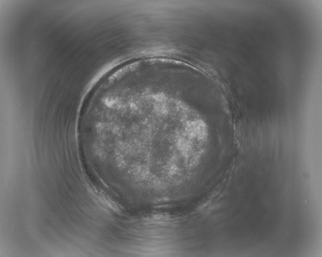 X0000078890196200612042059