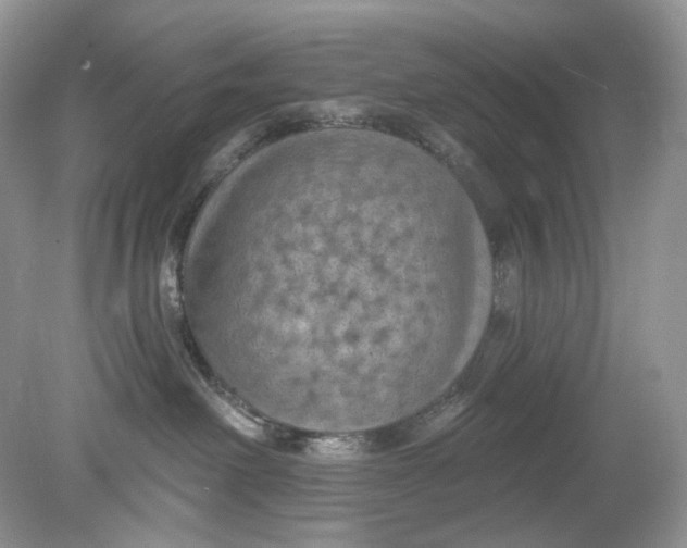 X0000078890238200612042058