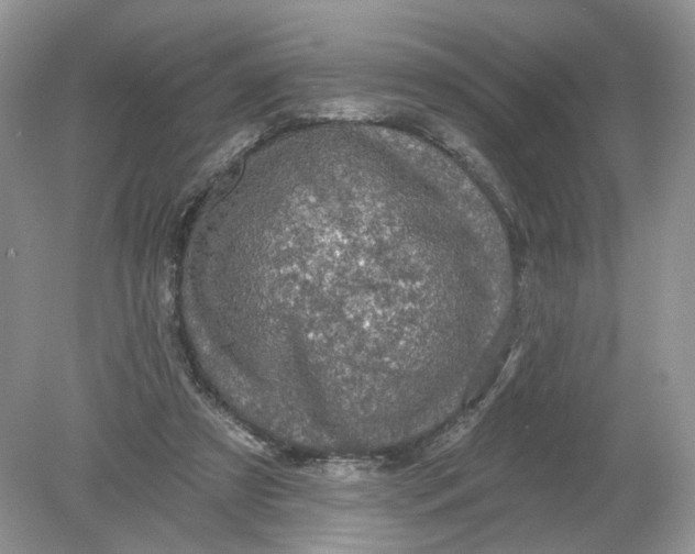 X0000078890305200612042057