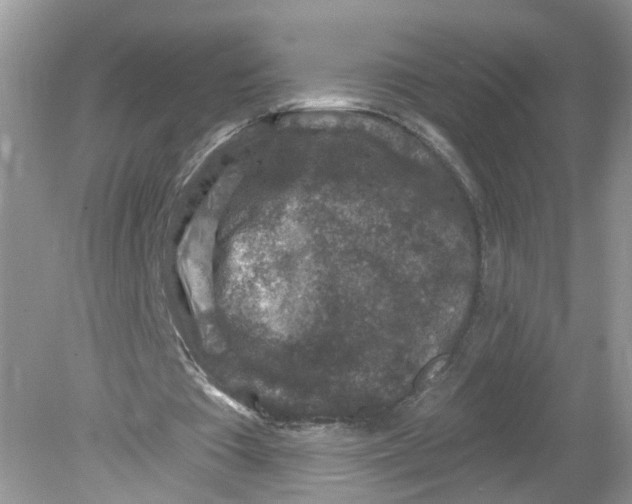 X0000078890385200612042056