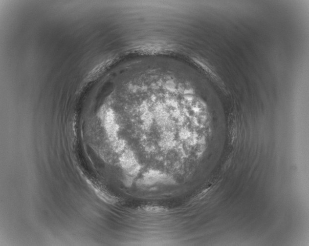 X0000078890590200612042052