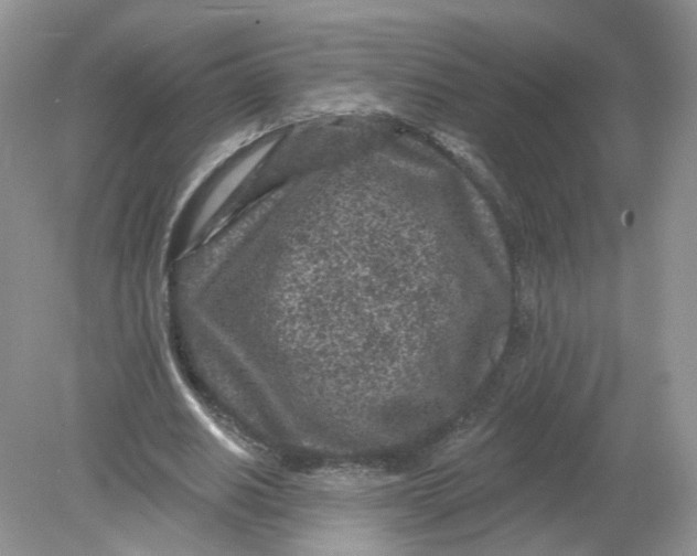 X0000078890630200612042051