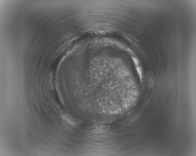 X0000078891060200612042044