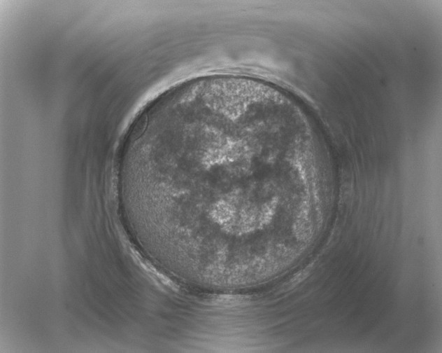 X0000078891506200612042036