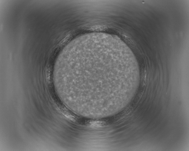 X0000078890268200612111813