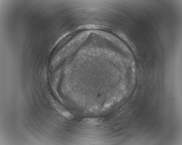 X0000078890297200612111812