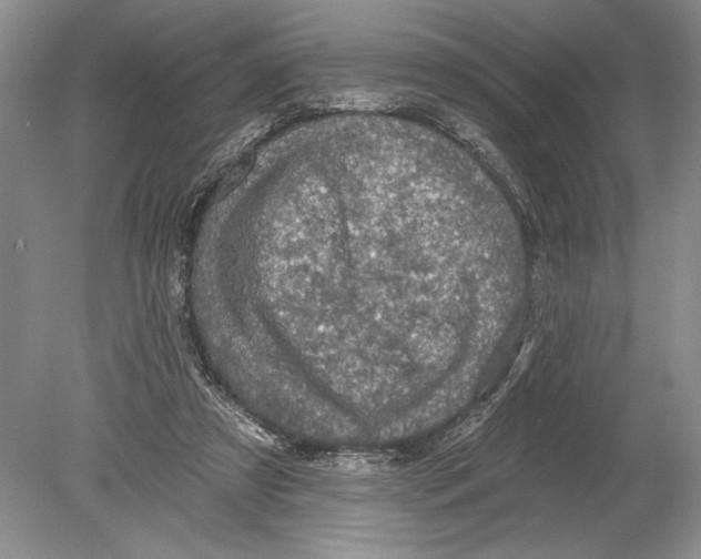 X0000078890305200612111812