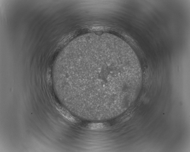 X0000078890361200612111811