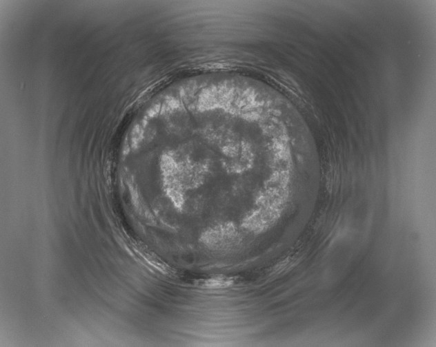 X0000078890366200612111811