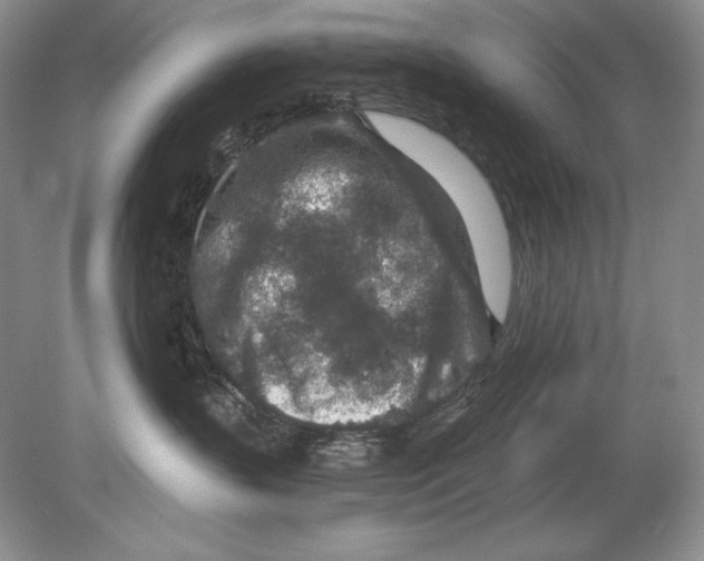 X0000078890383200612111811