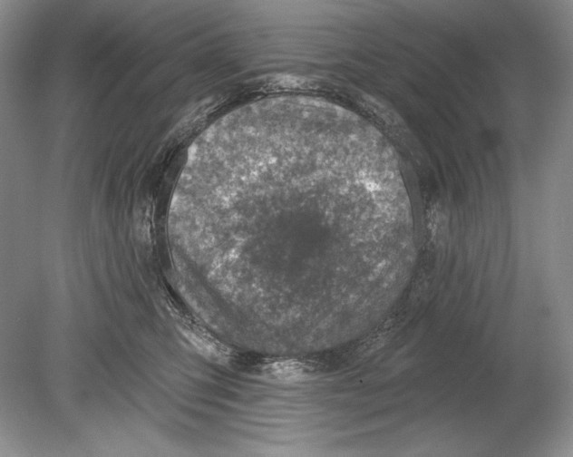 X0000078890423200612111810