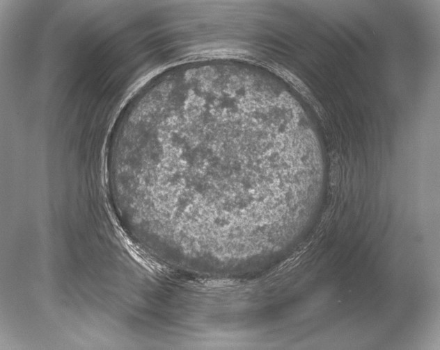 X0000078891031200612111800