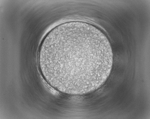 X0000078891514200612111752