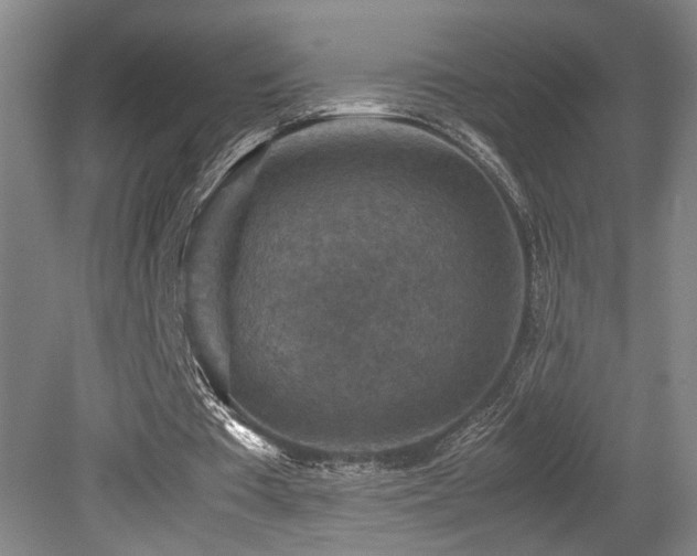 X0000079280385200611171031