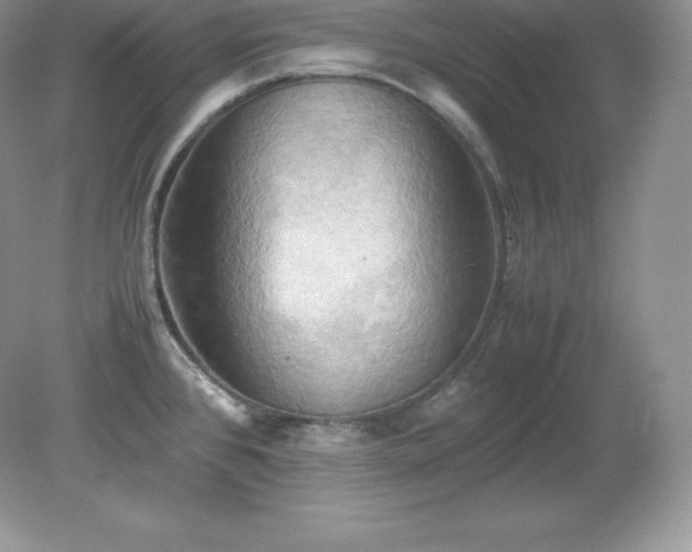 X0000079281384200611251610