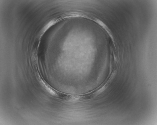 X0000079281385200611251610