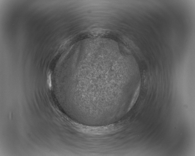 X0000079280042200612011709