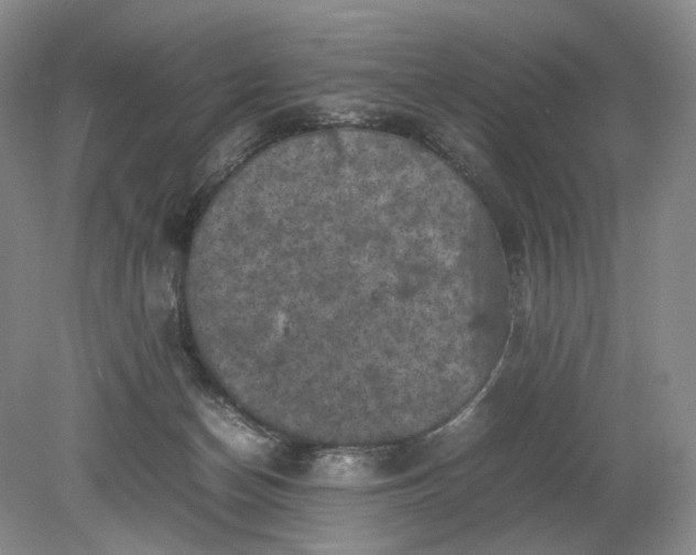 X0000079280174200612011707