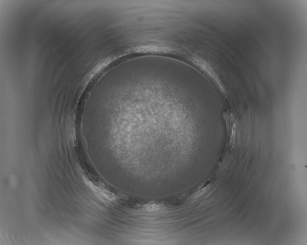 X0000079280204200612011707