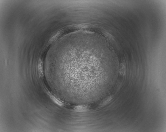 X0000079280238200612011706