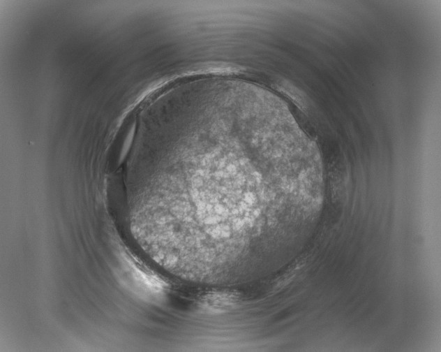 X0000079280350200612011704