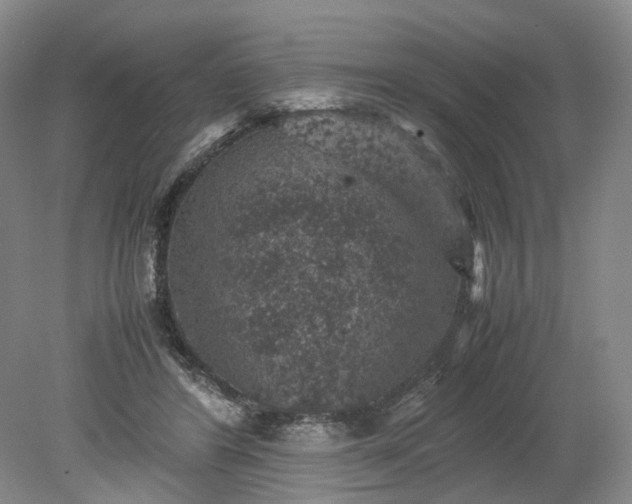 X0000079280404200612011703