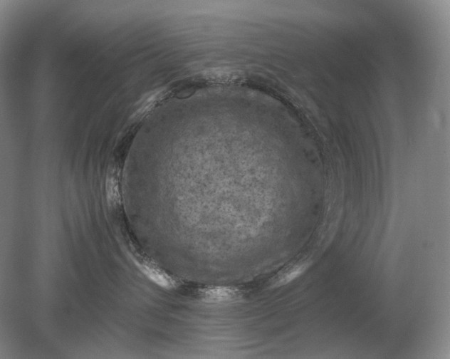 X0000079280432200612011703