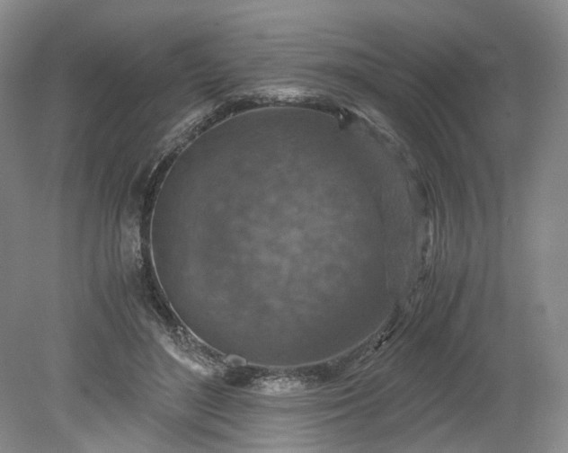 X0000079280500200612011702