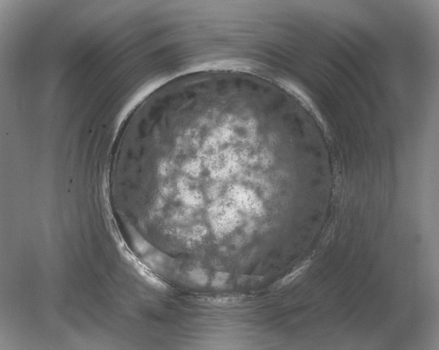 X0000079280952200612011655