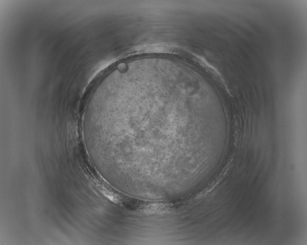 X0000079281166200612011650