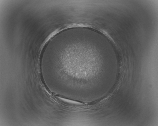 X0000079281173200612011650