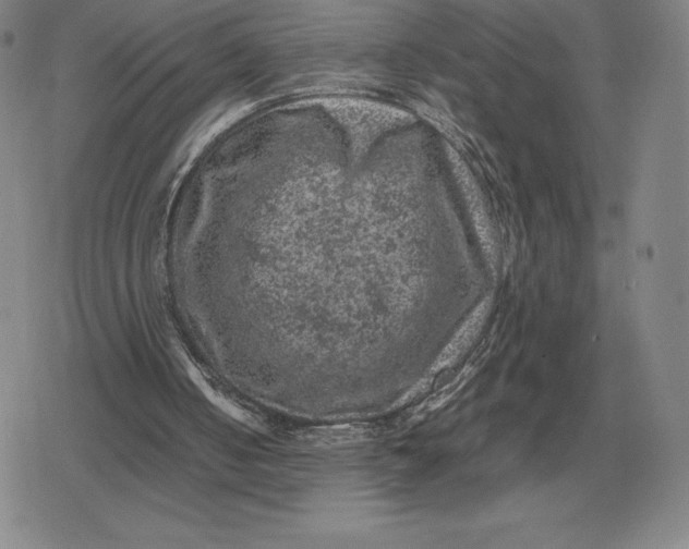 X0000079280050200612081803