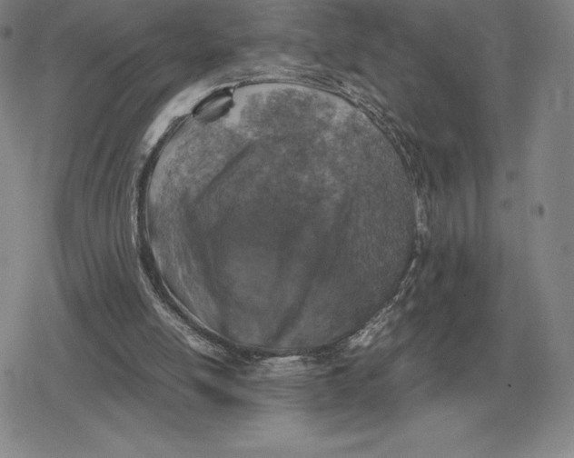 X0000079280054200612081803