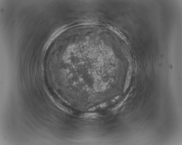 X0000079280055200612081803