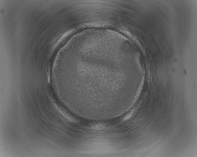 X0000079280062200612081803