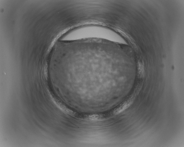 X0000079280064200612081803